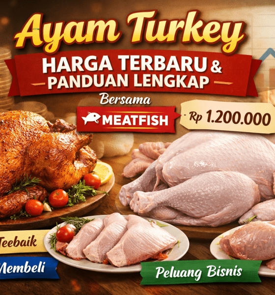 Ayam turkey