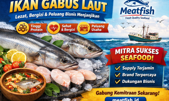 Ikan gabus laut