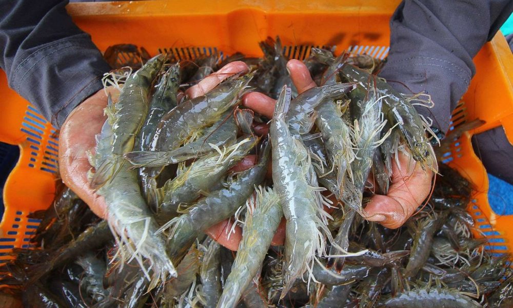 udang api