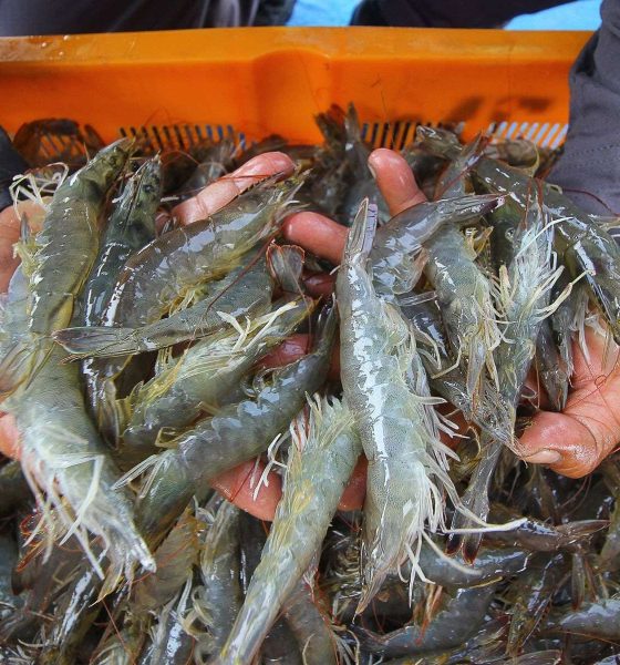 udang api