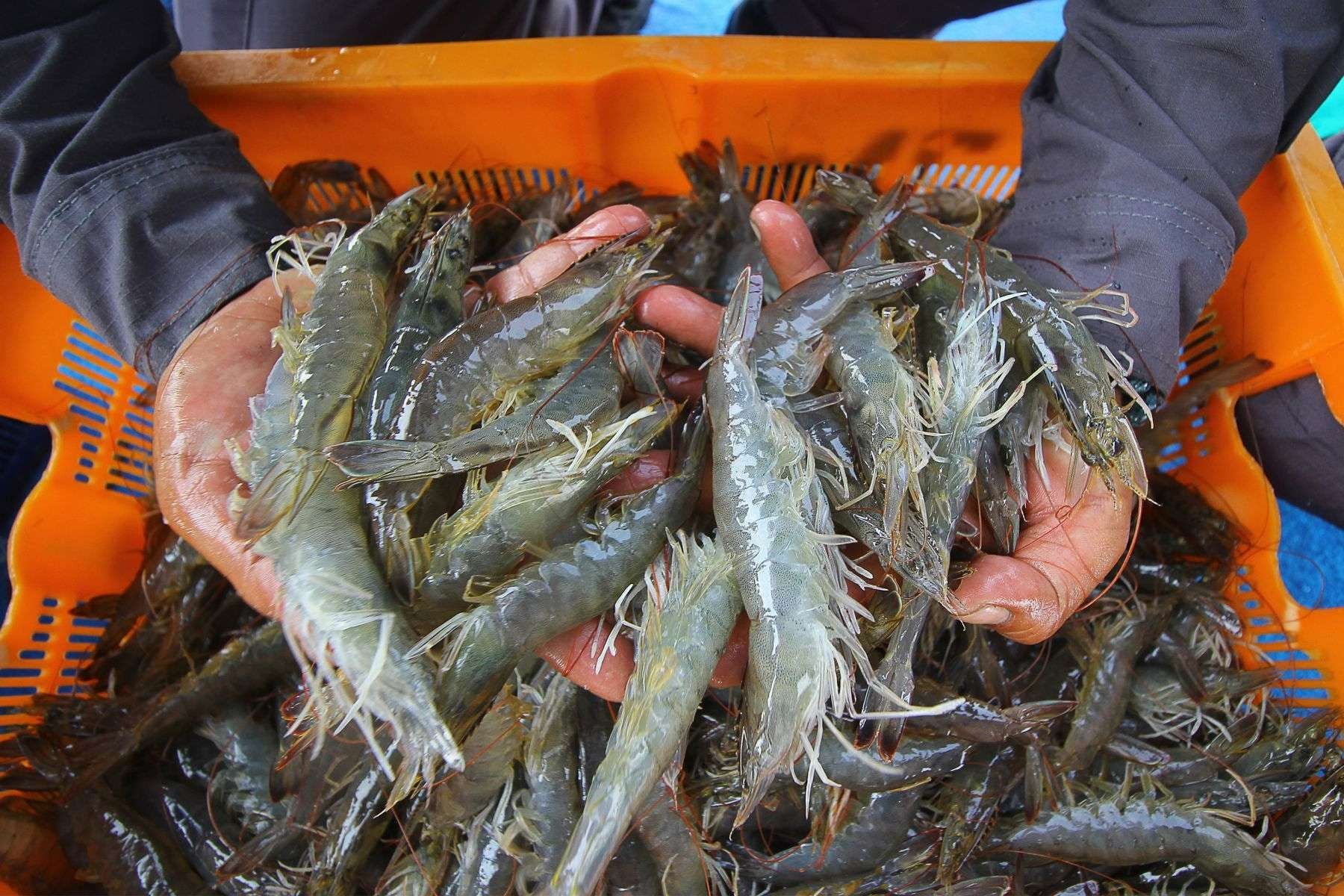 udang api
