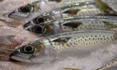 Ikan beku mengandung bahan kimia