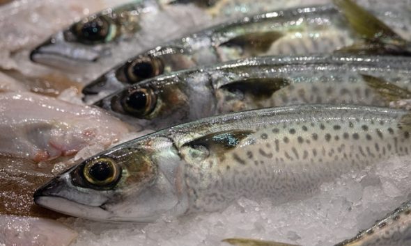 Ikan beku mengandung bahan kimia