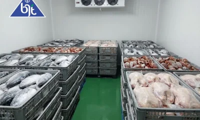 supplier ikan penting