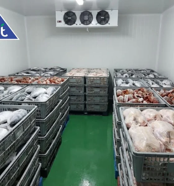 supplier ikan penting