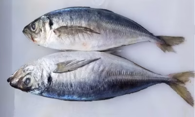 Kesalahan fatal beli frozen food murah