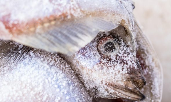 Apakah ikan beku bisa rusak tanpa terlihat?