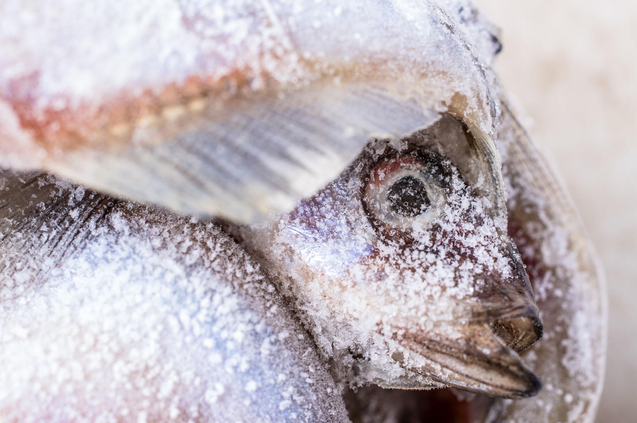 Apakah ikan beku bisa rusak tanpa terlihat?