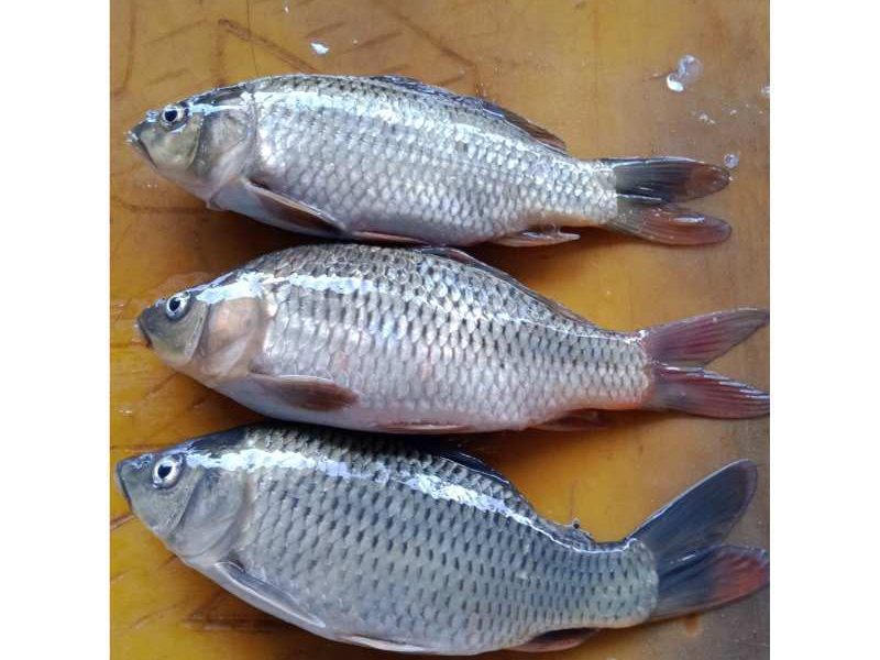 Ikan Mas
