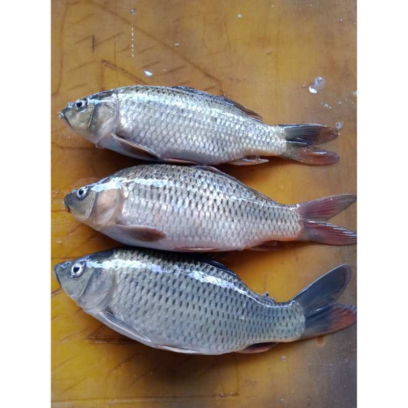 Ikan Mas
