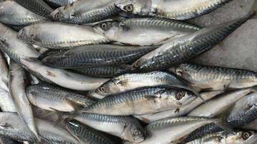 Kenapa ikan beku bisa berbau menyengat?