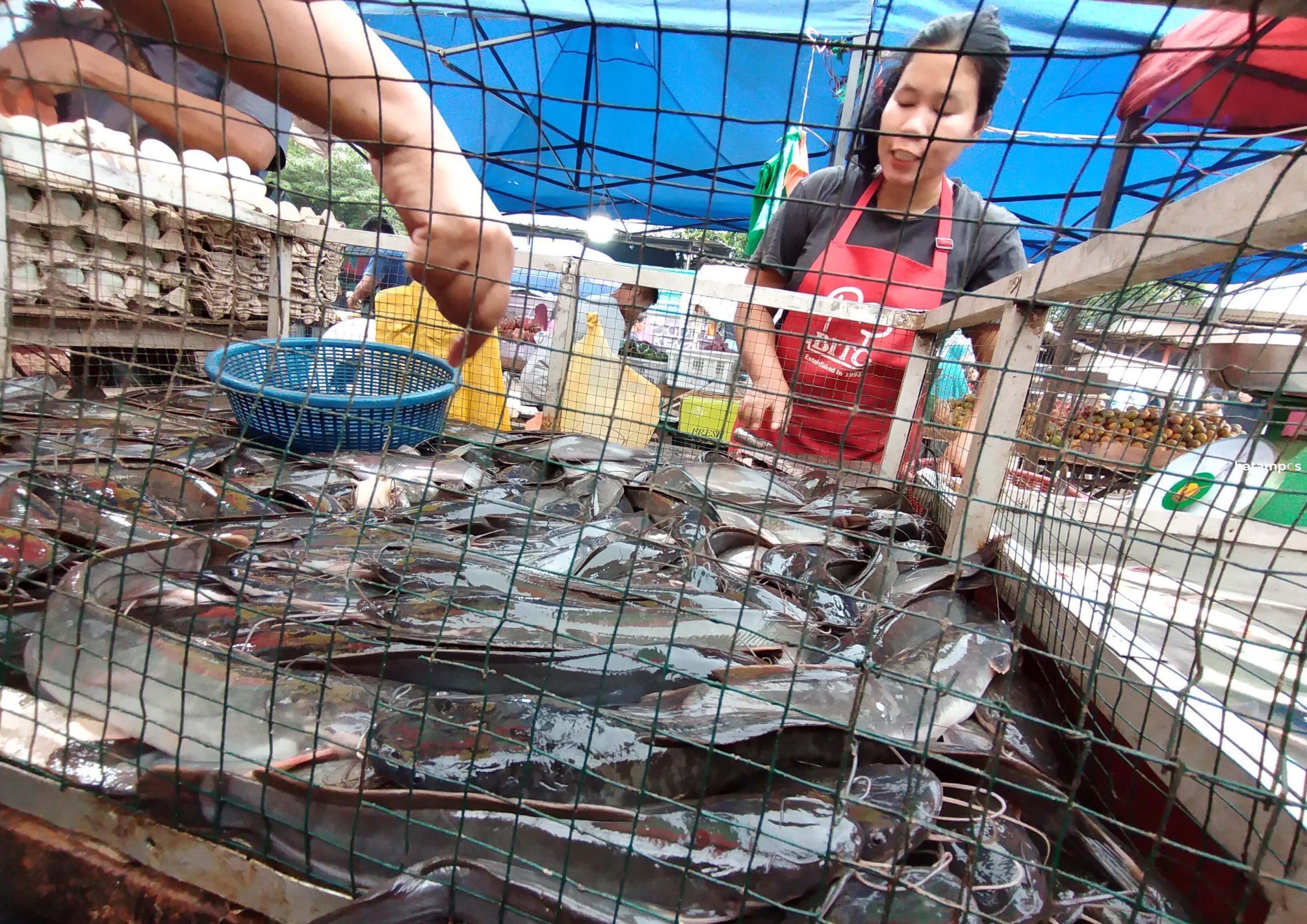 usaha ikan pasar