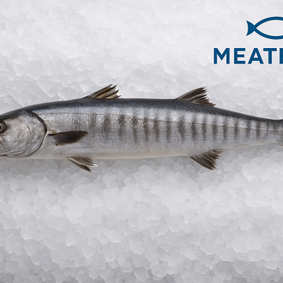 keunggulan ikan alu-alu besar